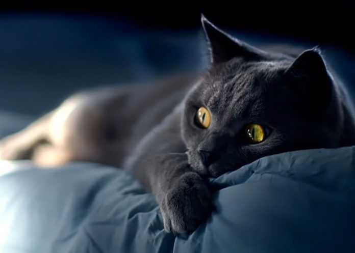 Giải mã giấc mơ thấy mèo? Điềm báo bí ẩn cần hết sức cẩn trọng