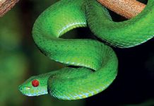 Giải mã giấc mơ thấy rắn: Có thật sự là điềm gỡ như mọi người nghĩ?