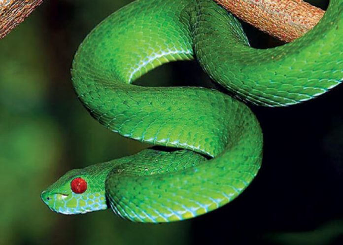 Giải mã giấc mơ thấy rắn: Có thật sự là điềm gỡ như mọi người nghĩ?
